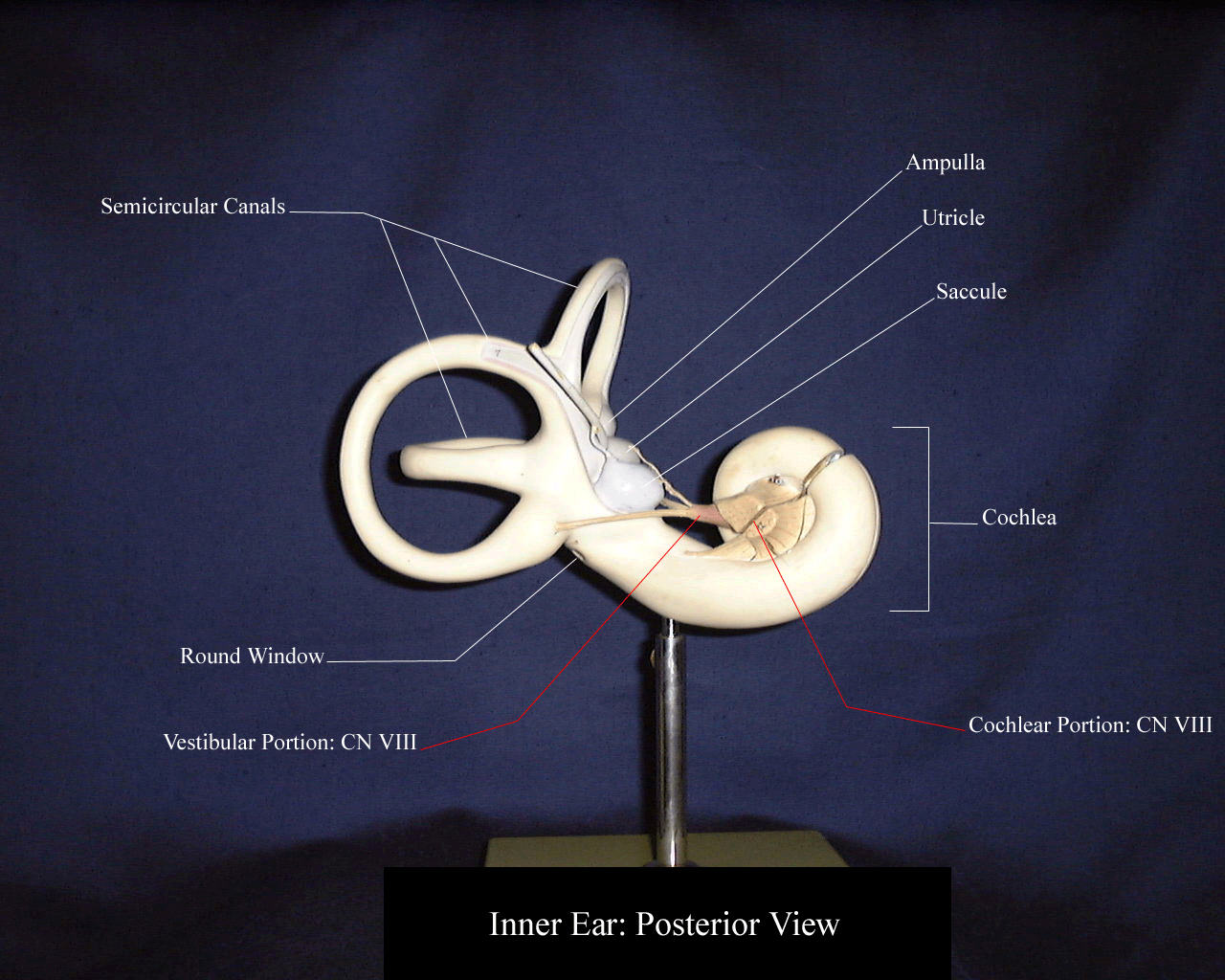 a labeled picture of a posterior view of an inner ear model