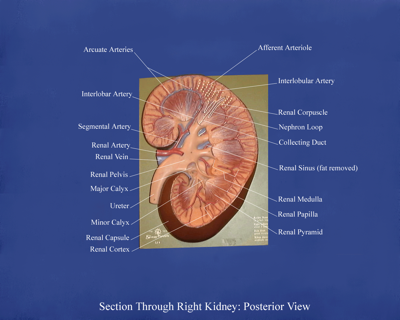 a labeled picture of a kidney model