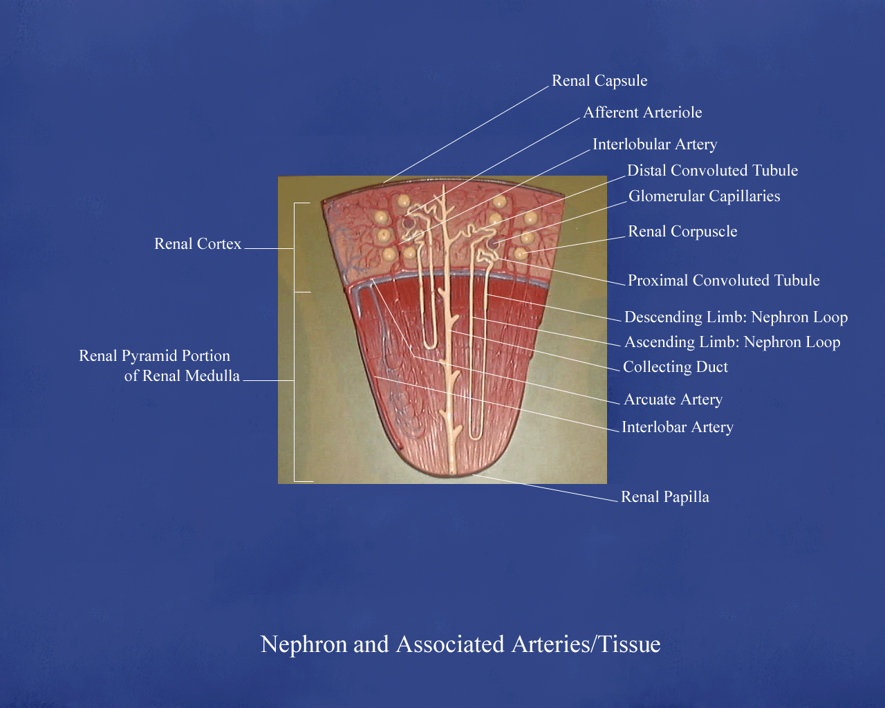 a labeled picture of a kidney model focusing on the nephron and the renal pyramid