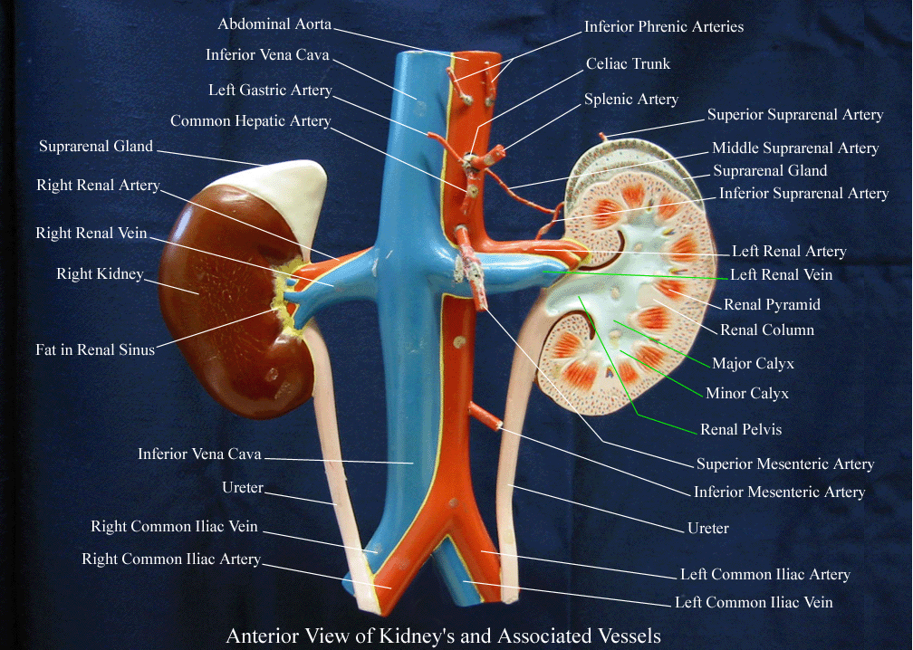 a labeled picture of a model indicating the kidneys and blood vessels of the abdominal aorta