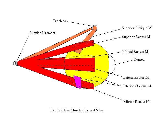 a completed diagram of the extrinsic muscles of the eye from a lateral view