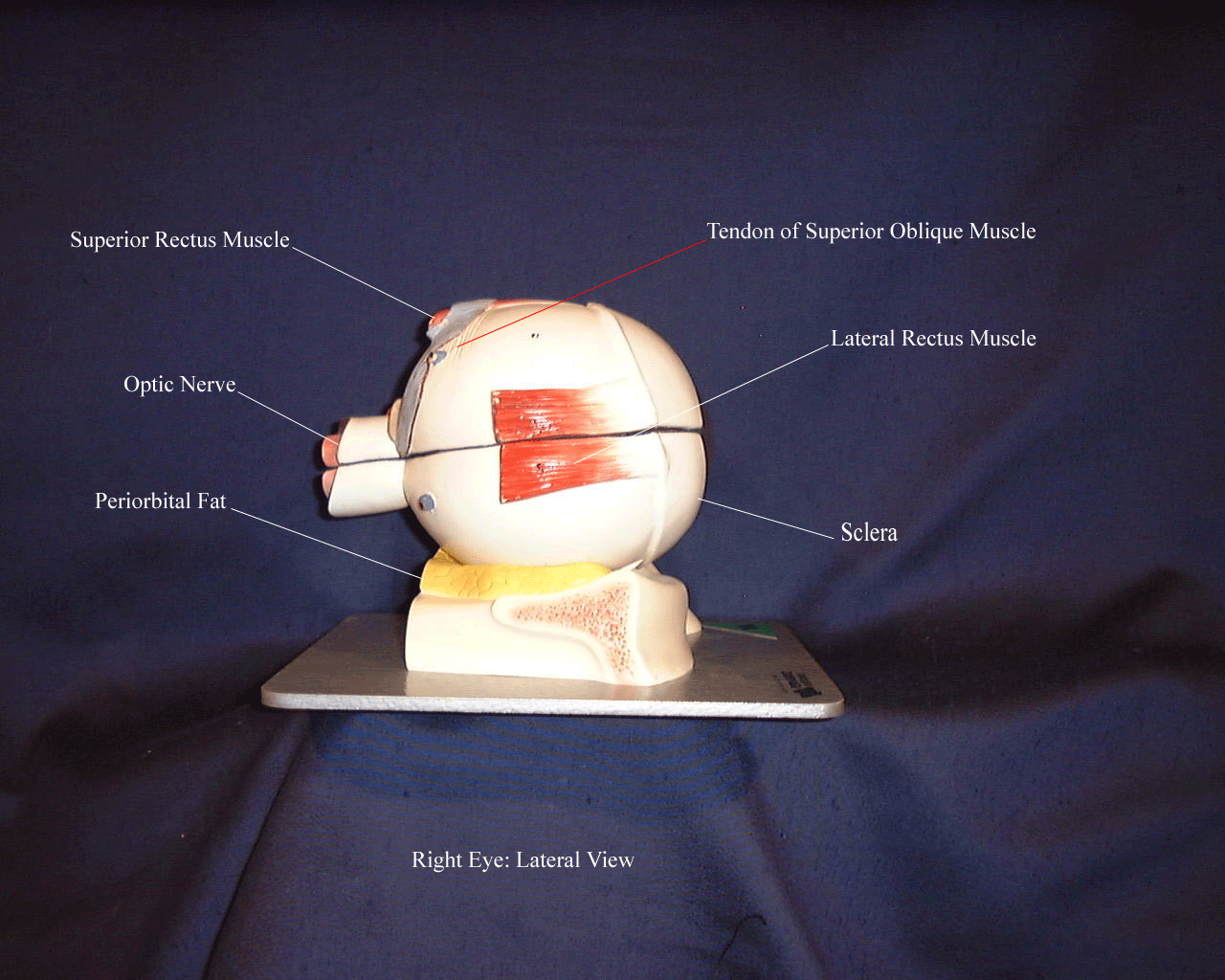 a labeled picture of an eyeball model from a lateral view