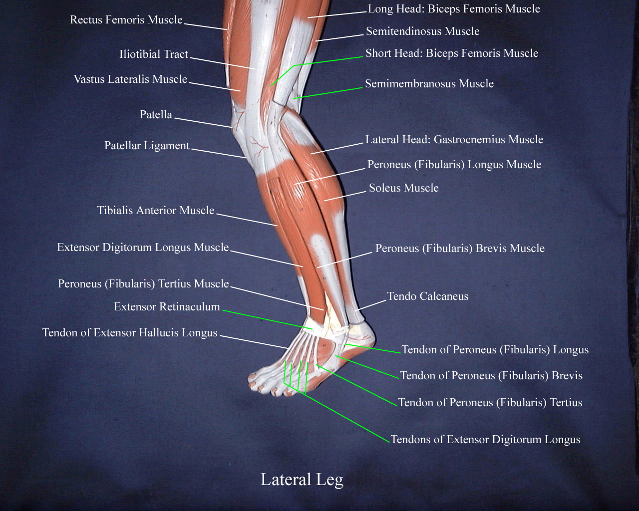 a labeled picture of a leg model from a lateral view