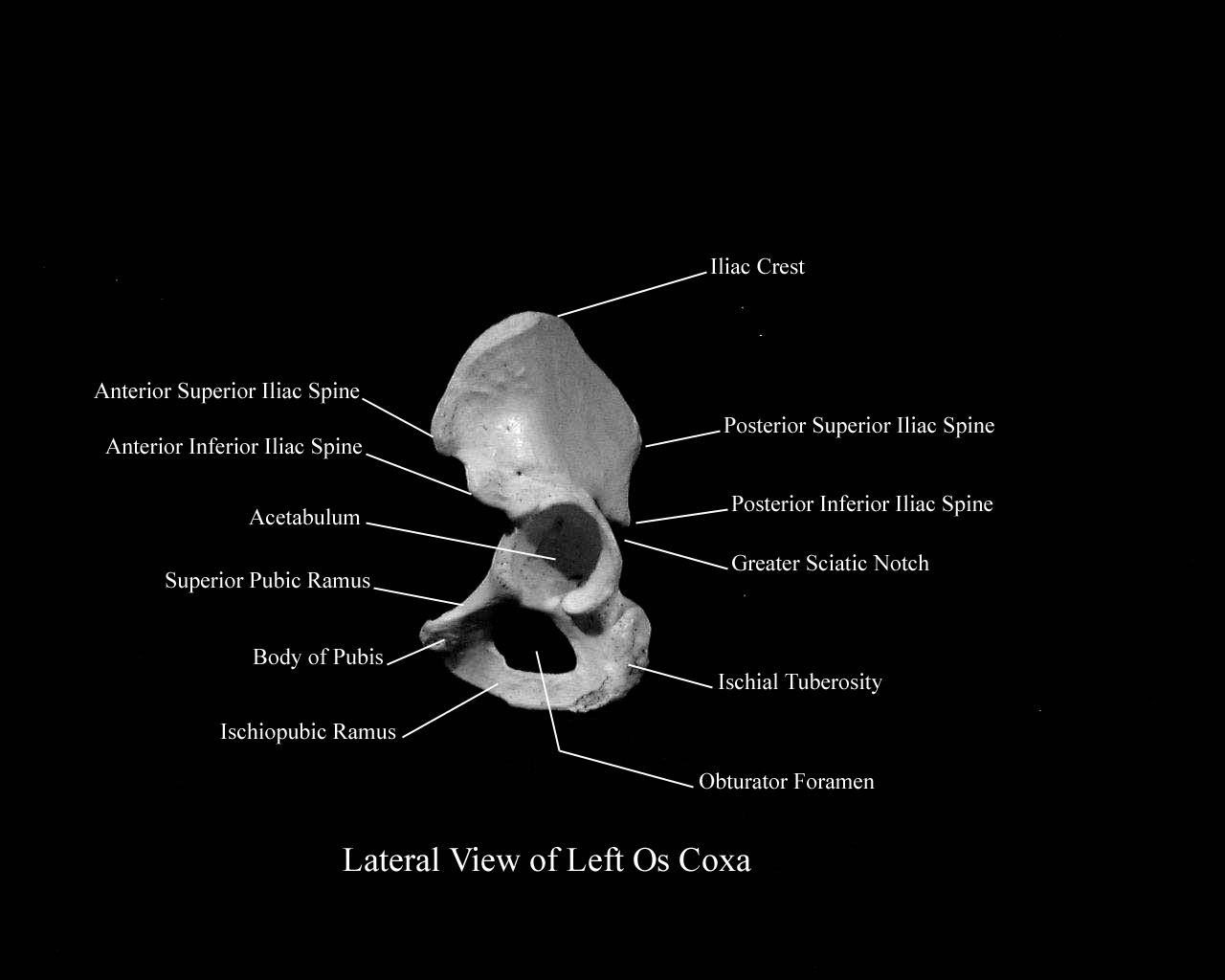 a labeled picture of a left os coxa from a lateral view