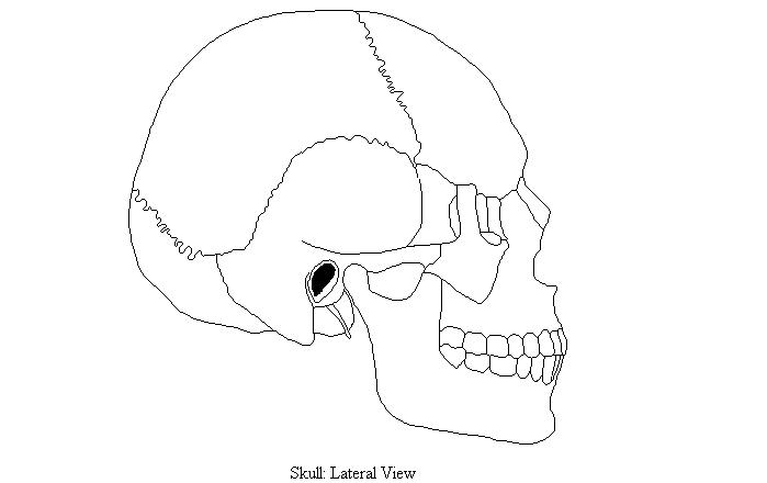 a drawing of the left side of the skull from a lateral view