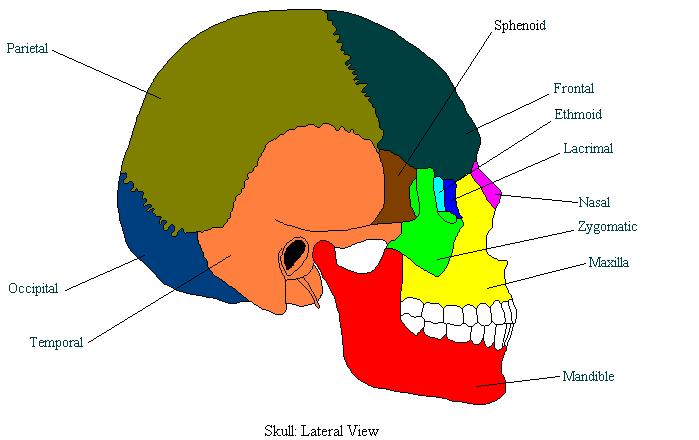 a completed diagram of the bones of the skull from a lateral view