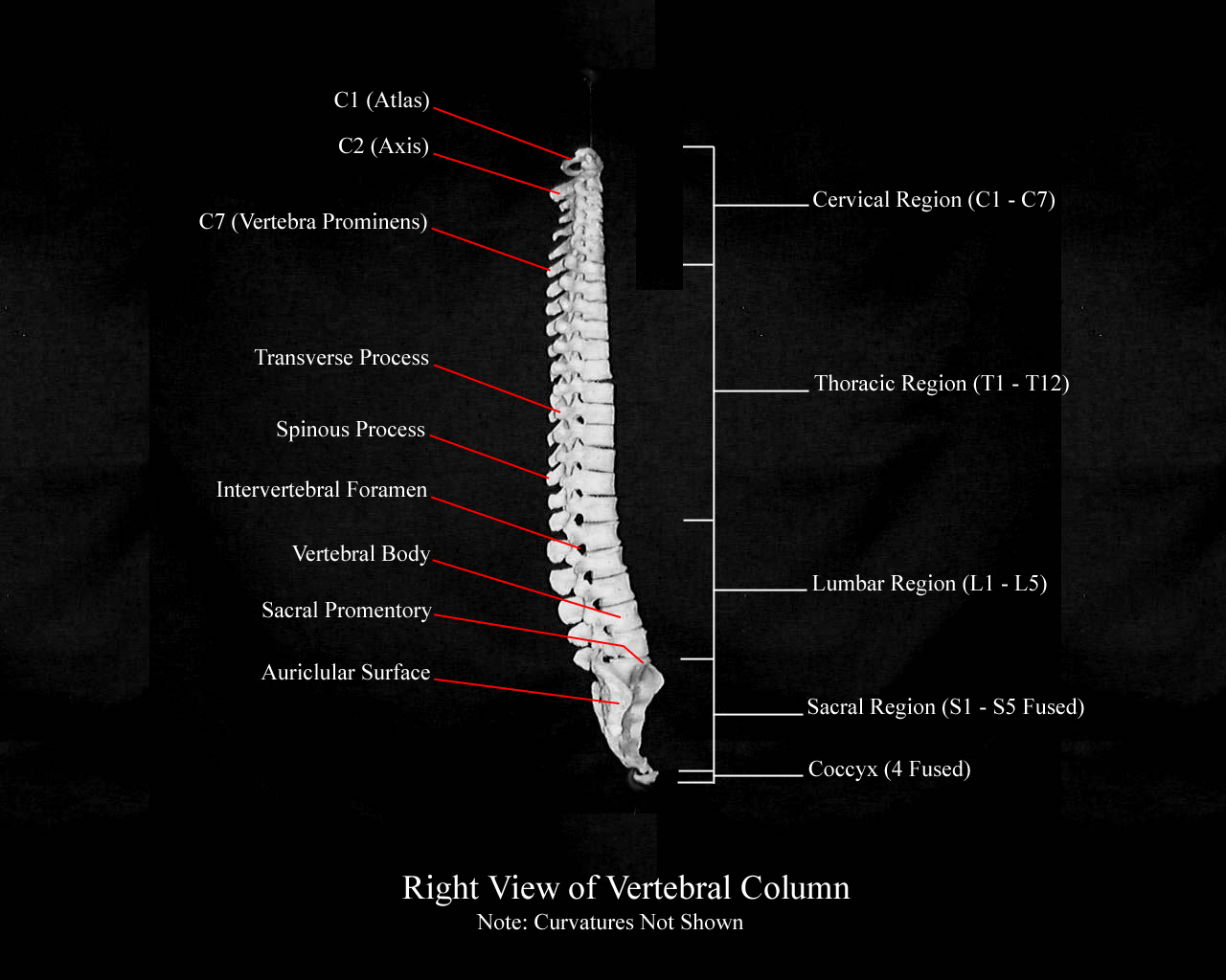 a labeled picture of a vertebral column from a lateral view