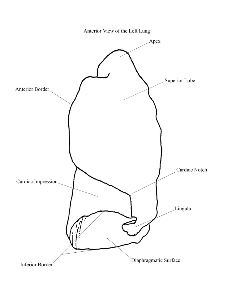 a completed diagram of an anterior view of a left lung