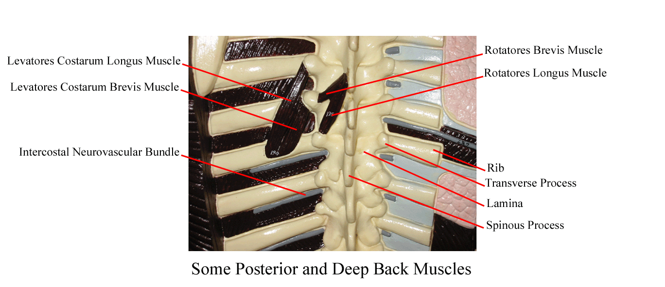 a labeled picture of a model showing some of the muscles of the deep back