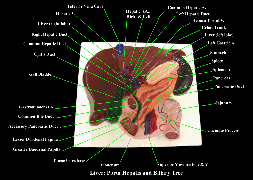 a labeled picture of a digestive system plaque indicating the biliary tree and the hepatic portal system