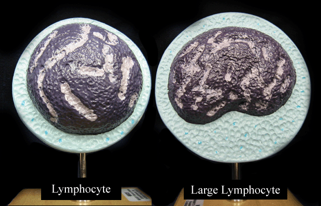 a picture of two lymphocyte models