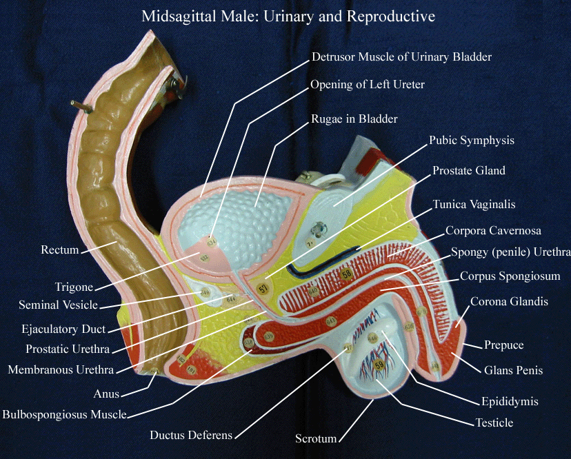 a midsagittal section through the male reporductive structures from atorso model