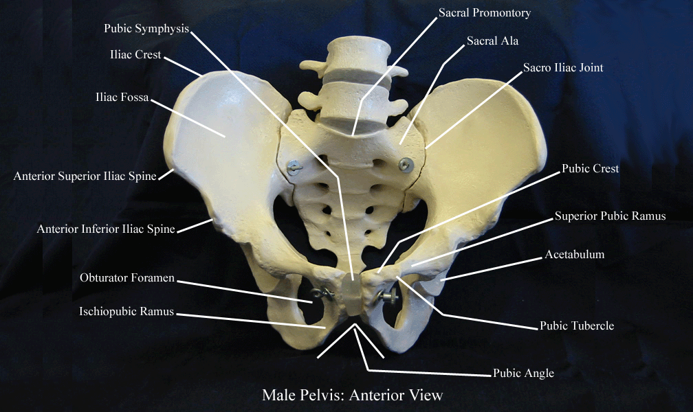 a labeled picture of a male pelvis
