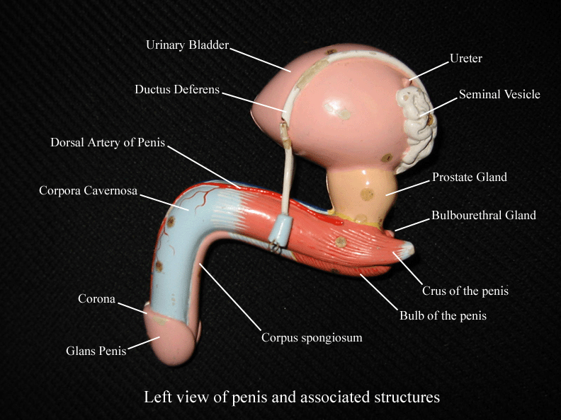 a labeled picture of a penis model from a lateral view