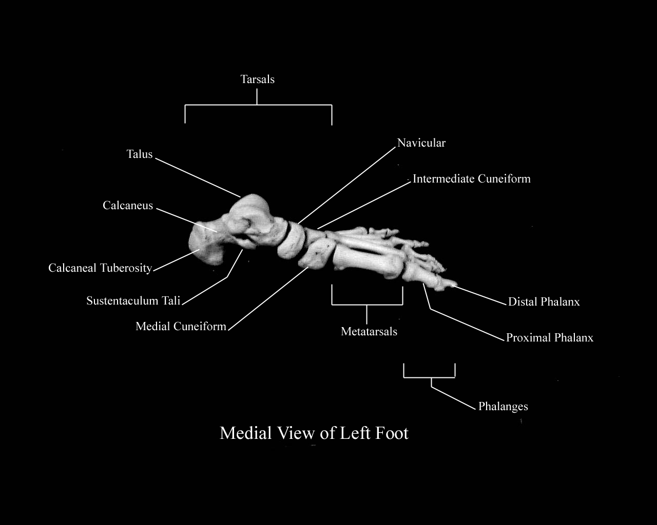 a labeled picture of the bones of the foot from a medial view