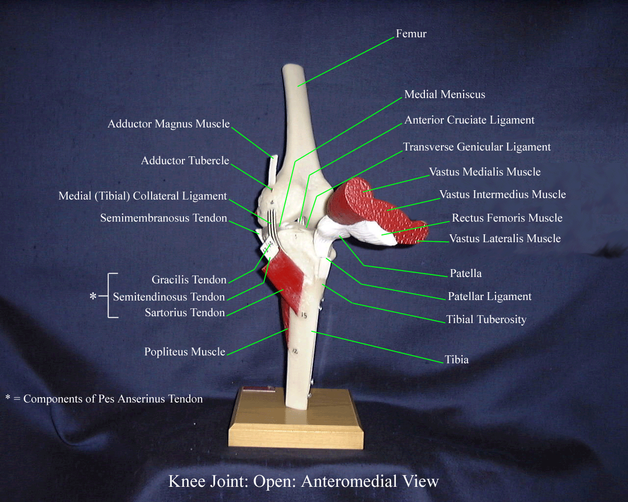 a labeled picture of a knee model indicating some of the intrinsic structures of the knee
