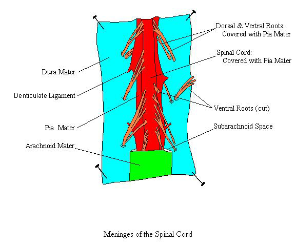 a labeled diagram of the meninges surrounding the spinal cord