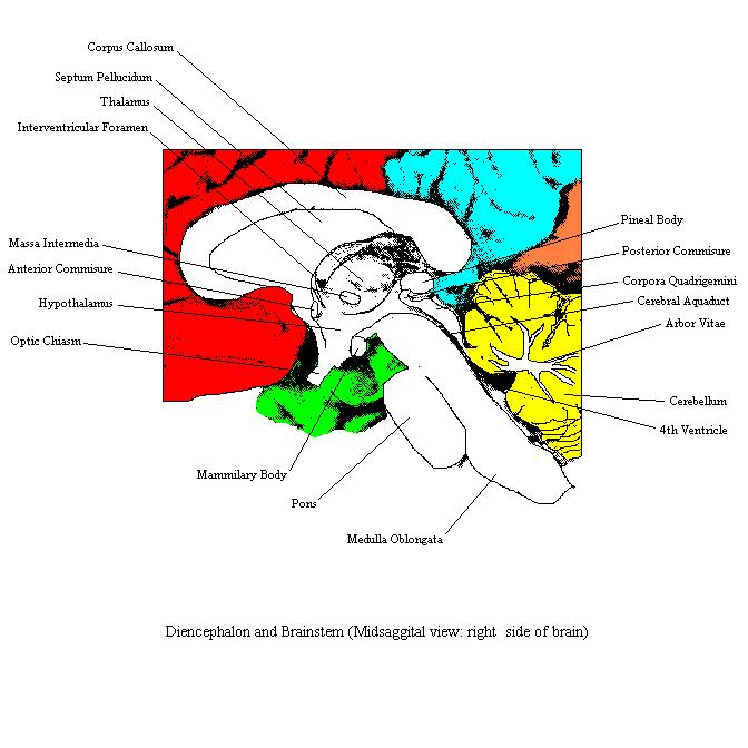 a labeled diagram of the midbrain and the area of the diencephalon