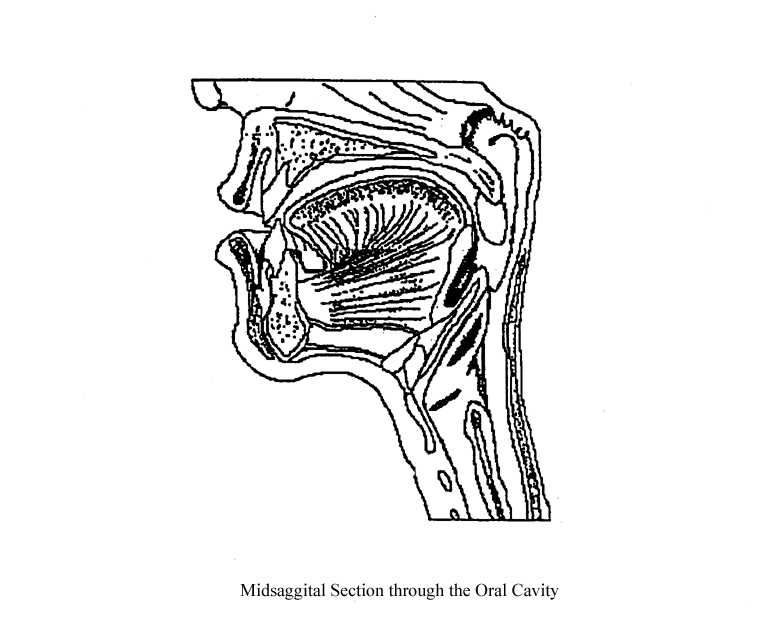 an unlabeled draing of a midsagittal section through the oral cavity
