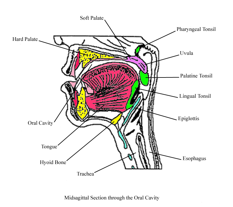  a labeled drawing of a midsagittal section through the oral cavity