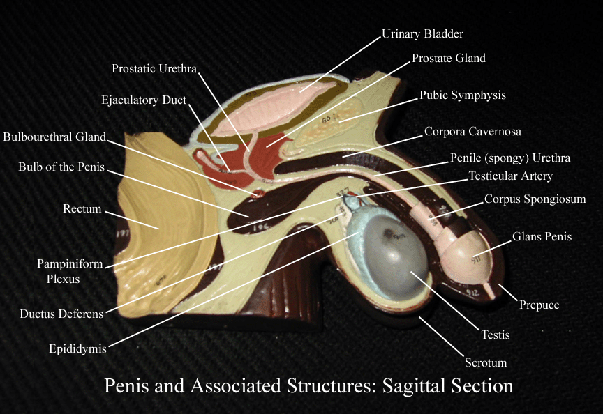 a labeled picture of a midsagittal section of the male reproductive system from a torso model