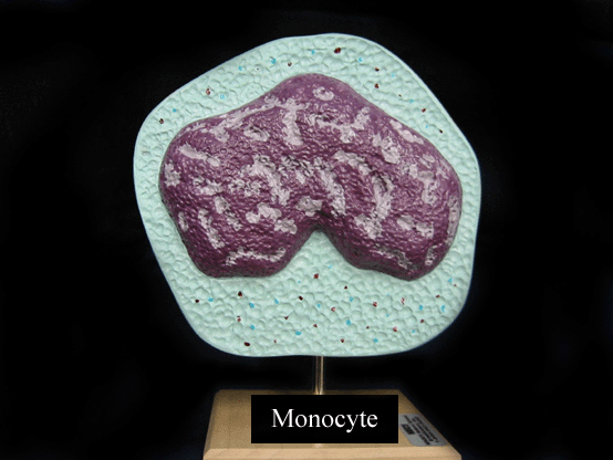 a picture of a model of a monocyte