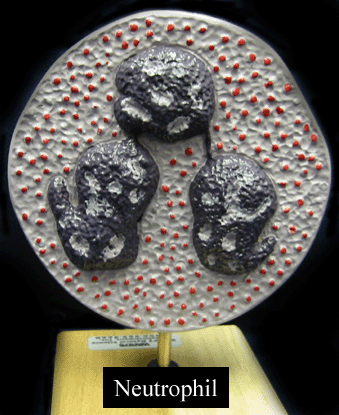 a picture of a model of a neutrophil