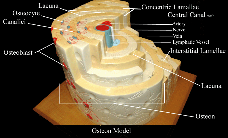 a labeled picture of an osteon model