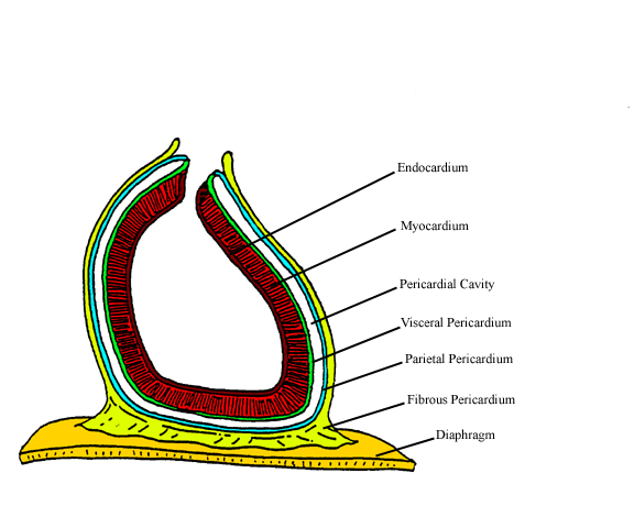 a labeled diagram of the pericardial sac