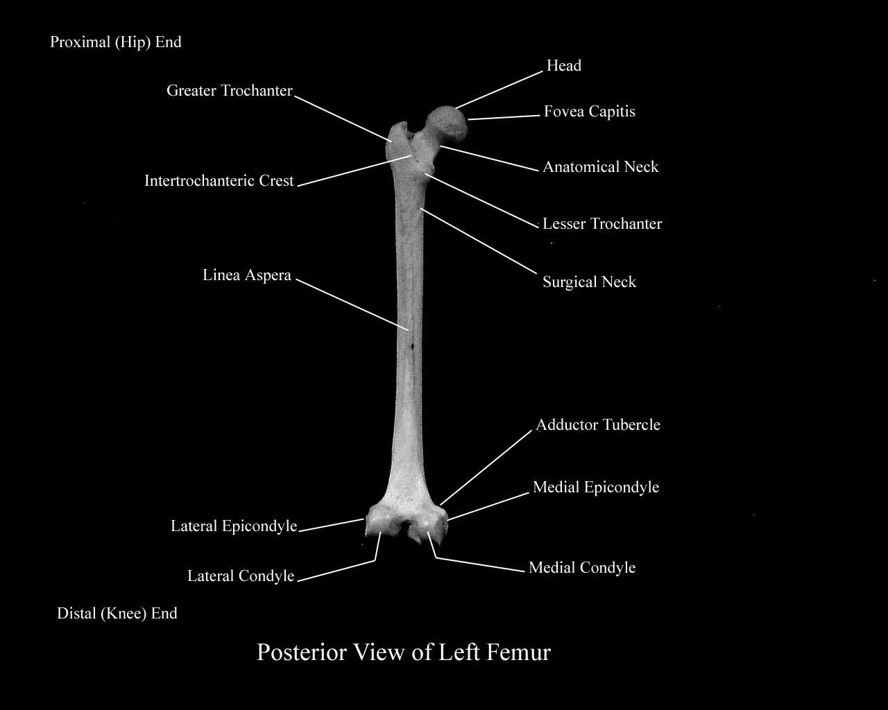 a labeled picture of a posterior view of a femur