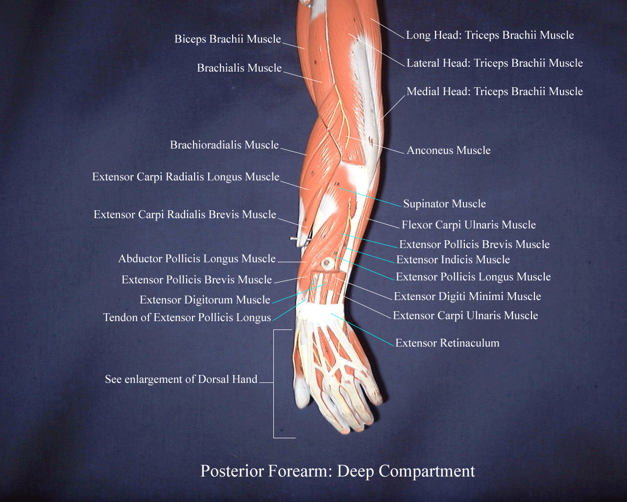 a labeled picture of a model of the deep muscles of the posterior forearm
