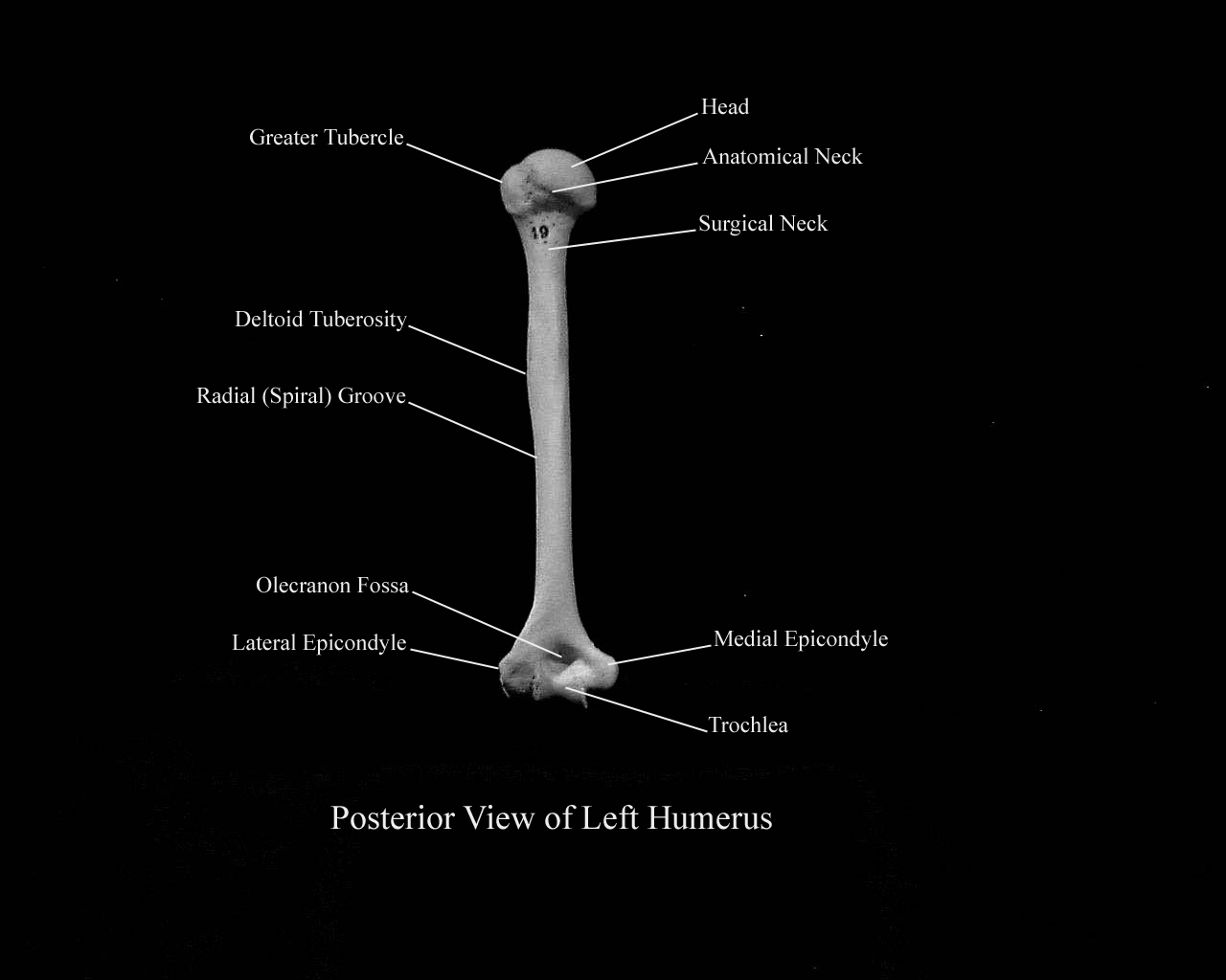 a labeled picture of a posterior view of a humerus