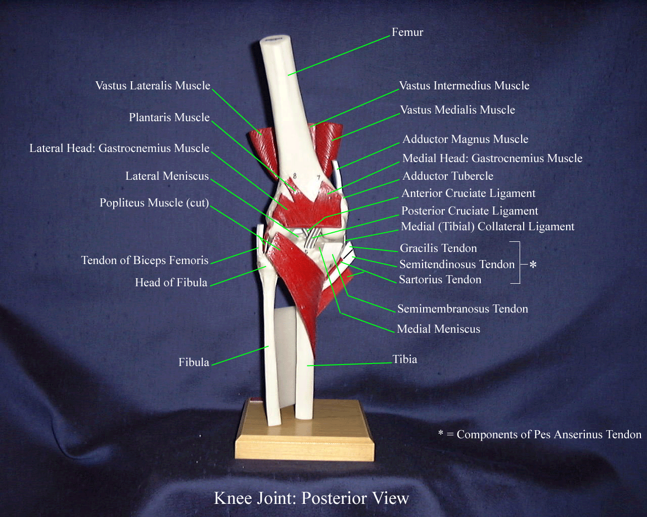 a labeled picture of a posterior view of a knee model
