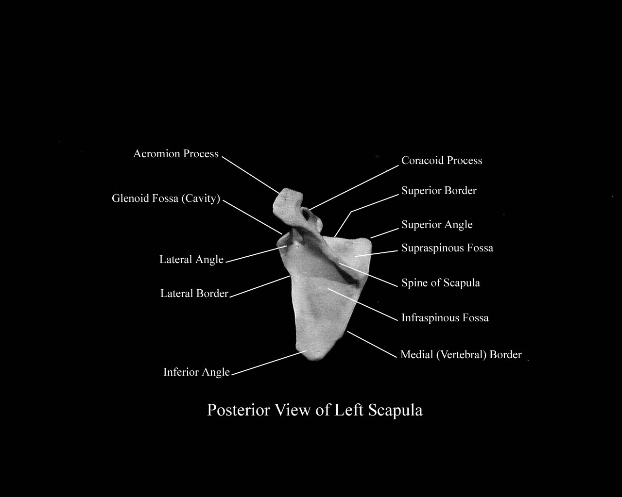 a labeled picture of a posterior view of a left scapula