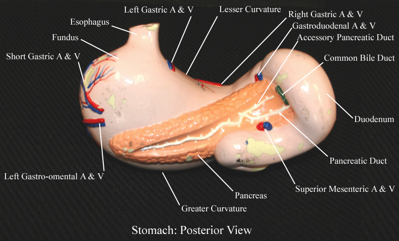 a labeled picture of a posterior view of a stomach model