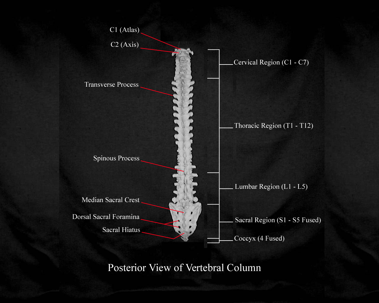 a labeled picture of a posterior view of a vertebral column