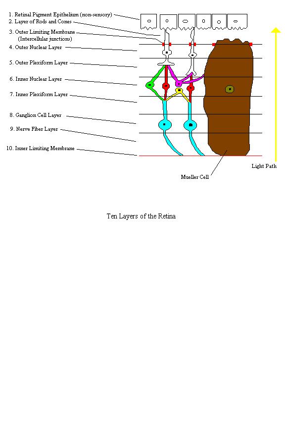 a completed diagram of the ten layers of the retina