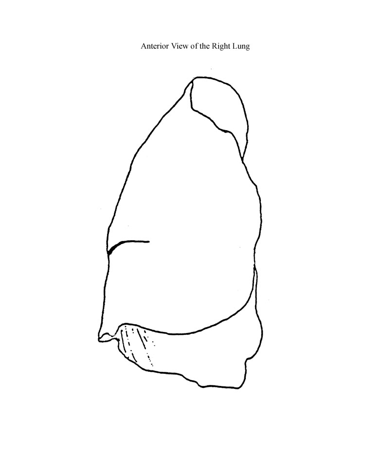 a blank diagram of an anterior view of a right lung