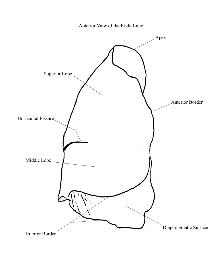 a completed diagram of an anterior view of a right lung