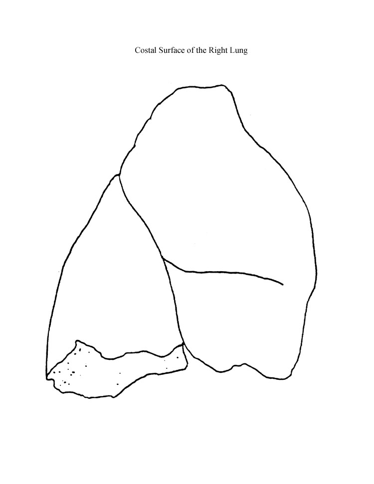 a blank diagram of a lateral view of a right lung