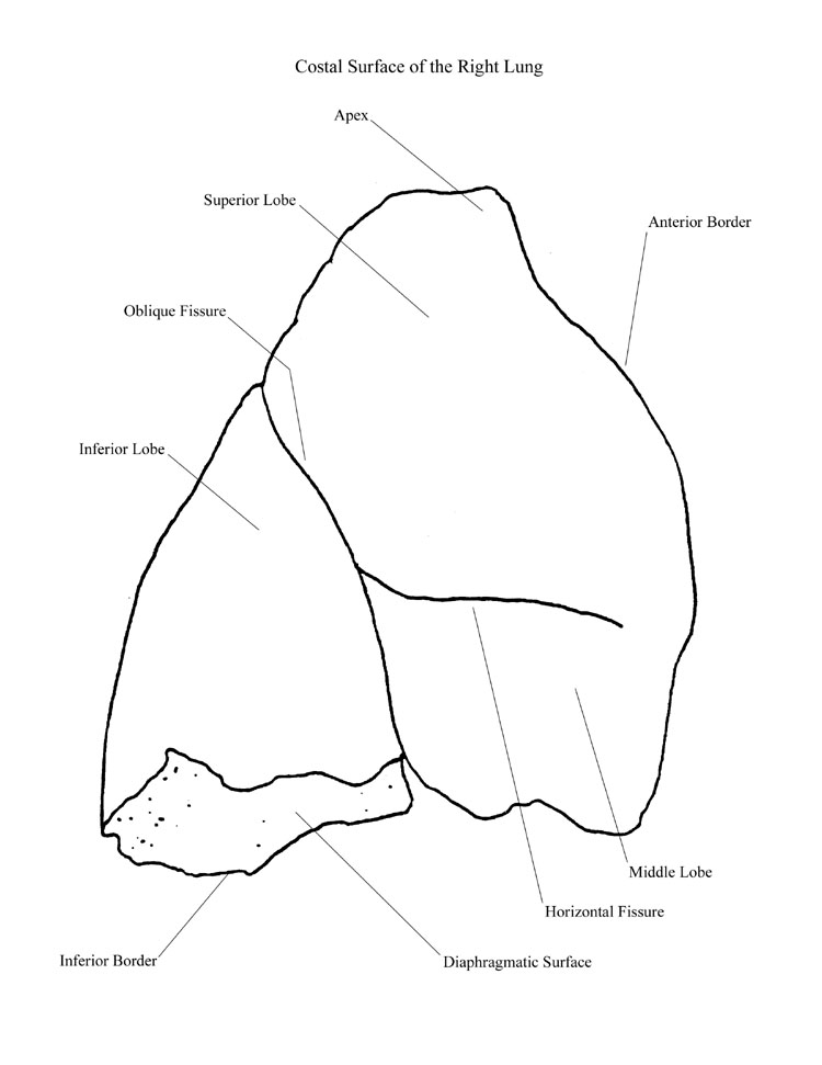 a completed  diagram of a lateral view of a right lung