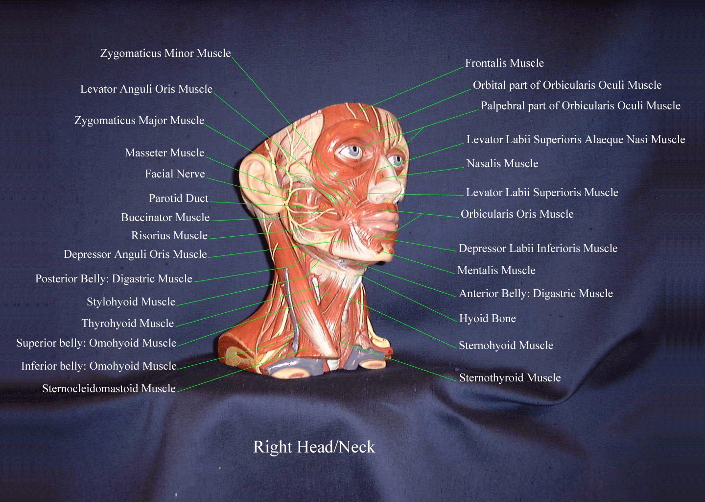 a labeled picture of the muscles of the head and neck from a right view of a head and neck model