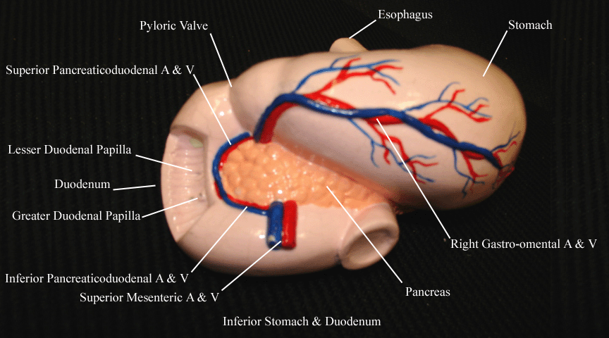 a labeled picture of a stomach model from an inferior view