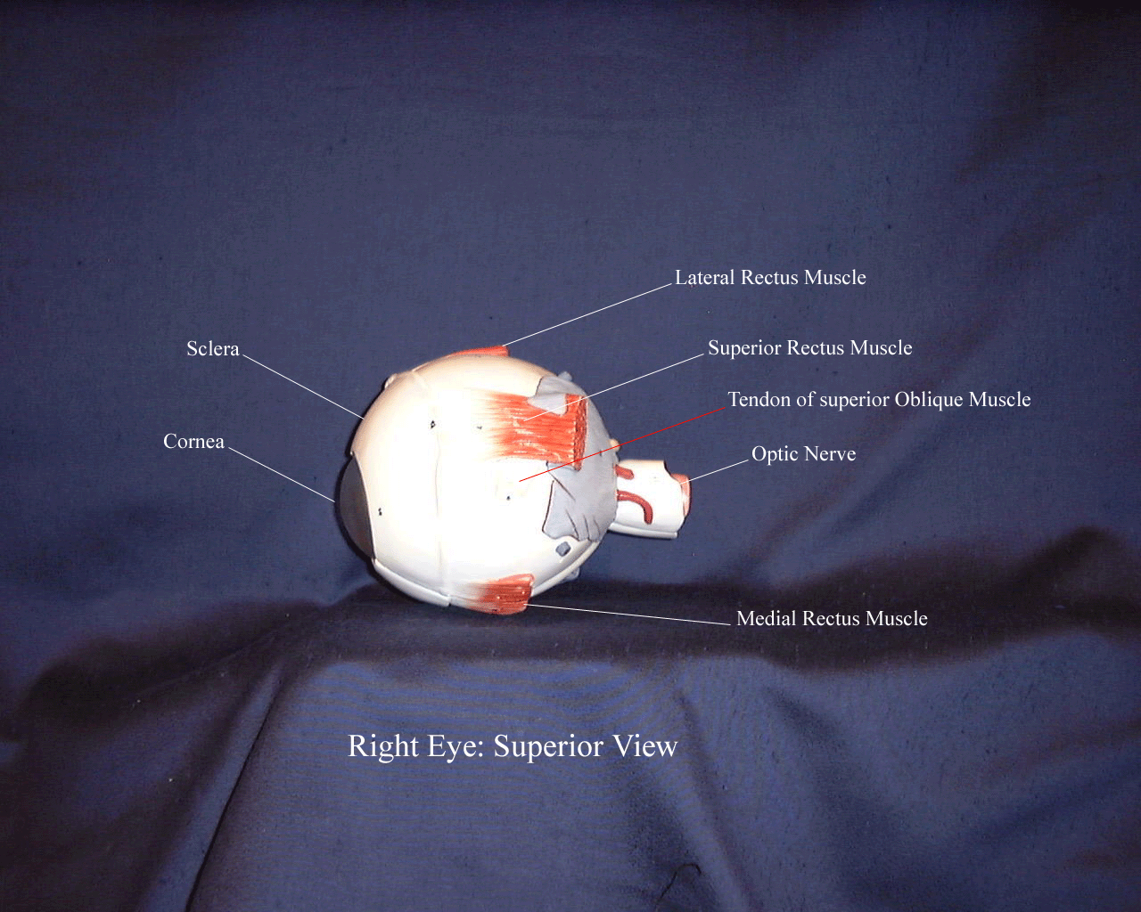 a labeled picture of a superior view of an eyeball model