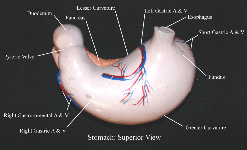 a labeled picture of a superior view of a stomach model