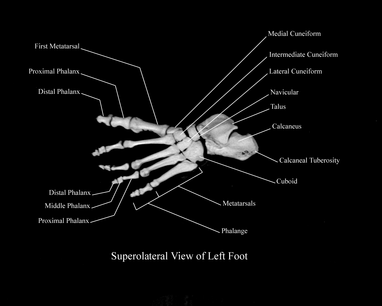 a labeled picture of the bones of the foot from a superolateral view