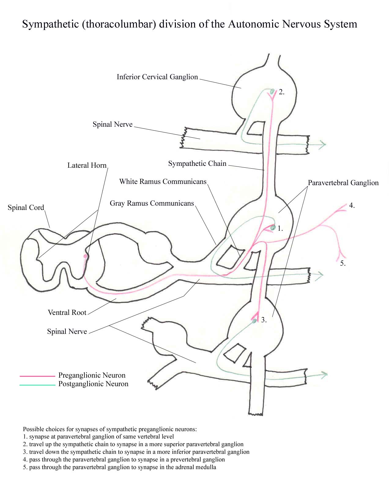 a completed diagram of teh nerve pathways in the sympathetic chain