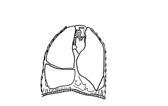 an unlabeled diagram of the thoracic contents