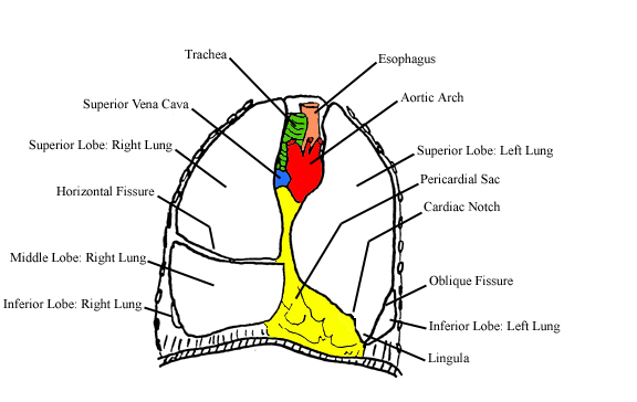 a completed diagram of the thoracic contents