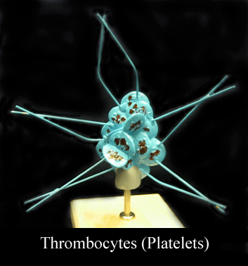 a picture of thrombocytes also known as platelets